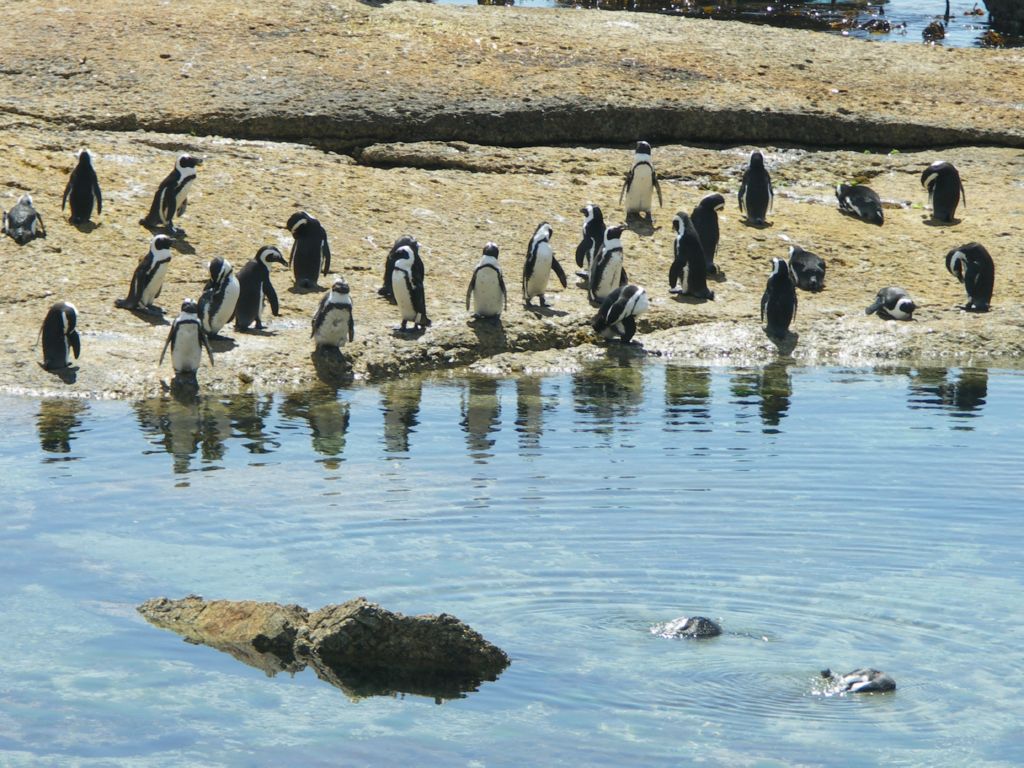 boulders beach